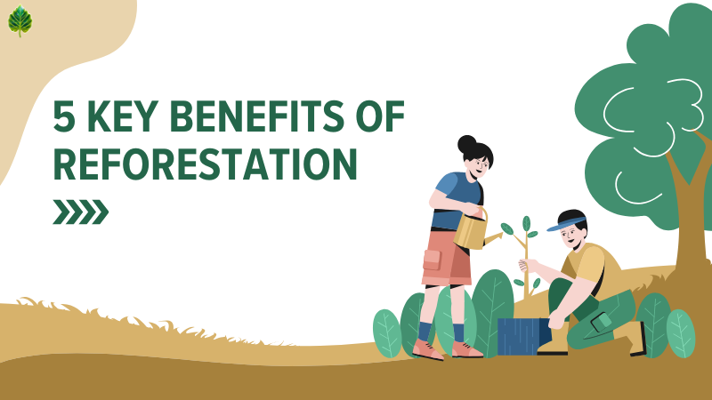 Key benefits of reforestation - reforestation meaning 2025