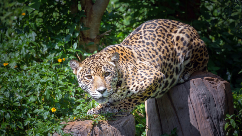 A jaguar thriving in a restored brazilian amazon forest due to reforestation efforts.