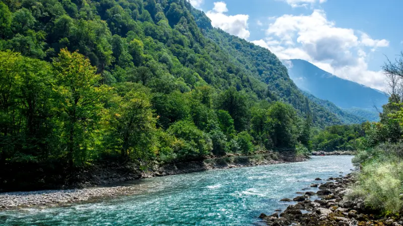 Trees purifying air and water, improving environmental quality through reforestation – benefits of reforestation