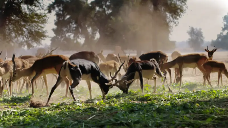 Reforested forest showing restored wildlife habitats and biodiversity – planet tools