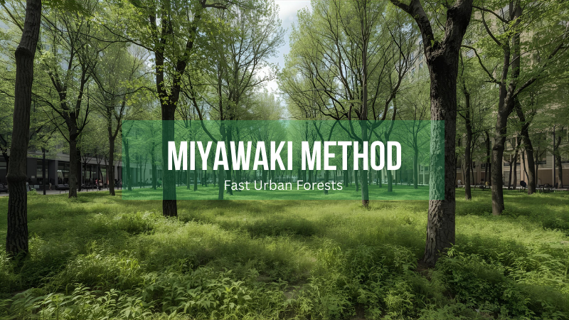Logo for miyawaki method practitioners, a reforestation platform creating dense, fast-growing urban forests in small city spaces.
