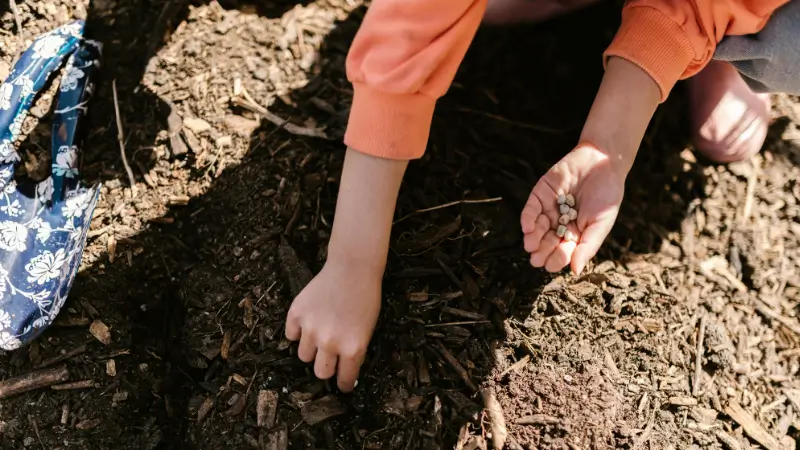 Hands pressing rich organic soil around the base of a young tree sapling during reforestation soil preparation